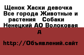 Щенок Хаски девочка - Все города Животные и растения » Собаки   . Ненецкий АО,Волоковая д.